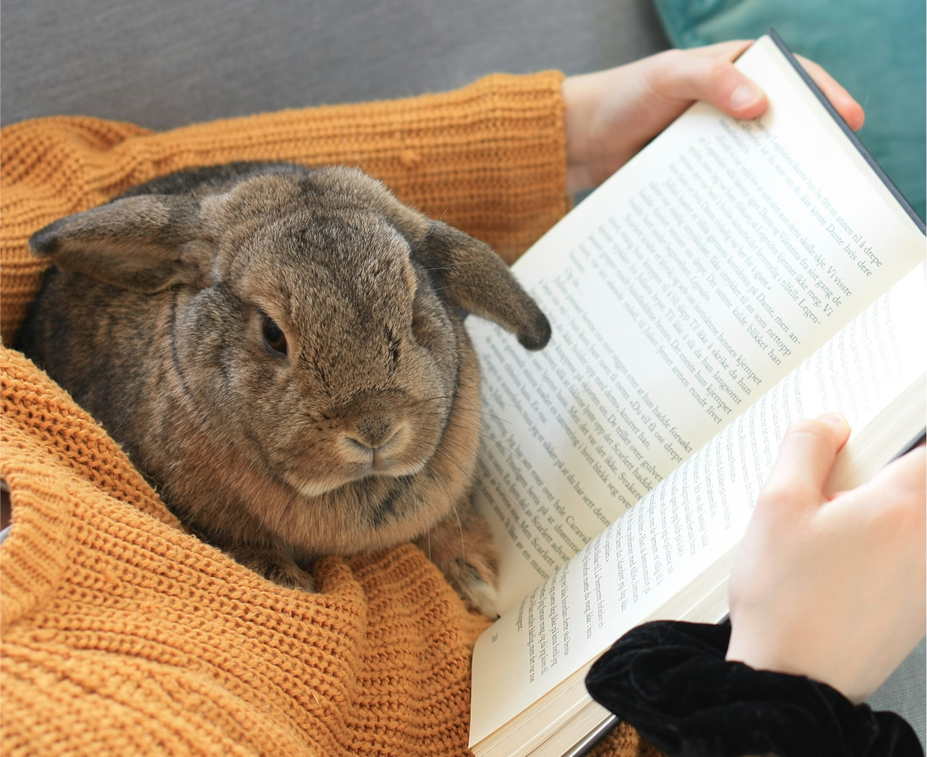 Featured image for Think carefully before you jump into buying a rabbit