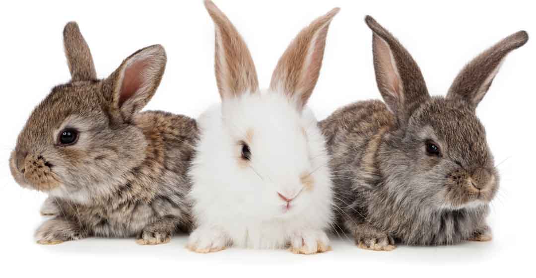 Find your local Rabbit Rescue