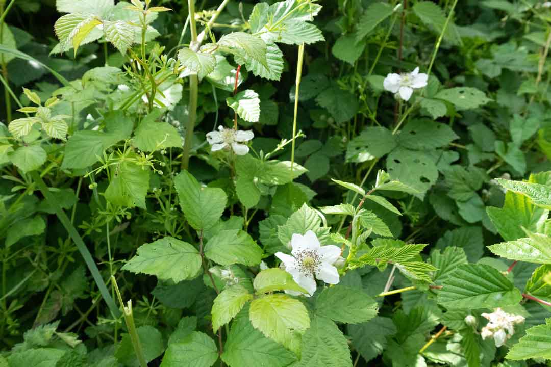 Brambles