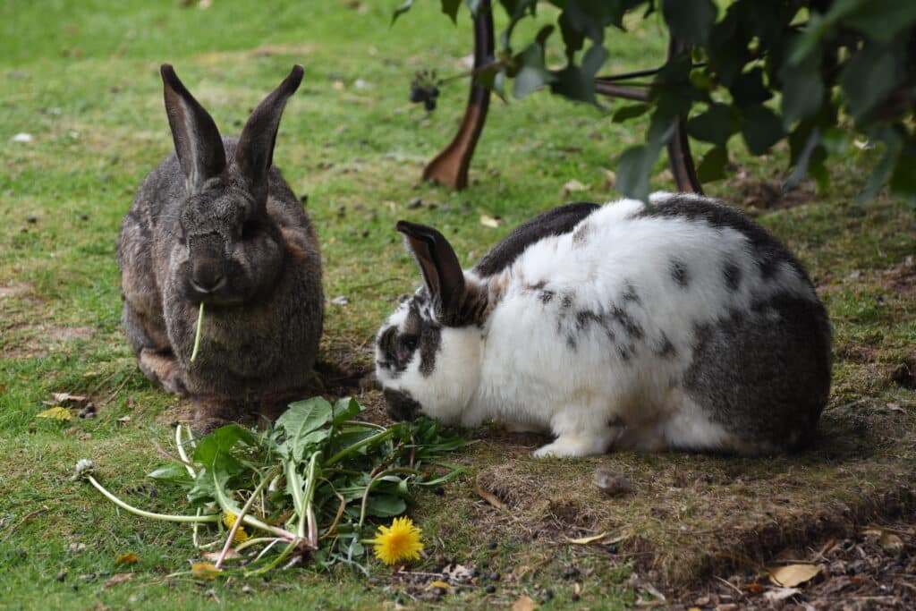 Rabbits eating greens outside