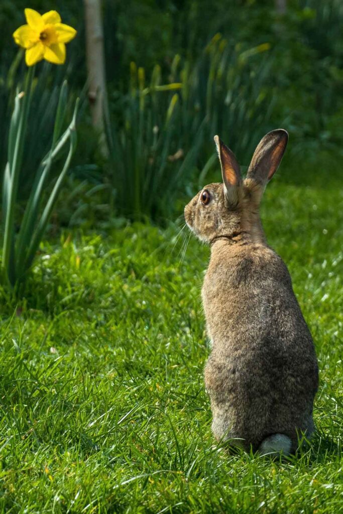 Daffodils are toxic and wild rabbits know to avoid them