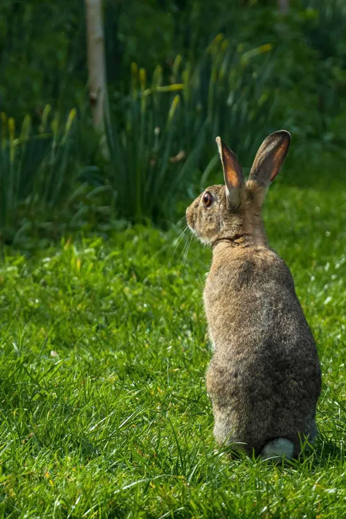 Daffodils are toxic and wild rabbits know to avoid them