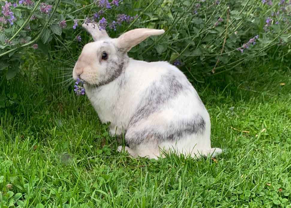 Few rabbits try to eat nepeta