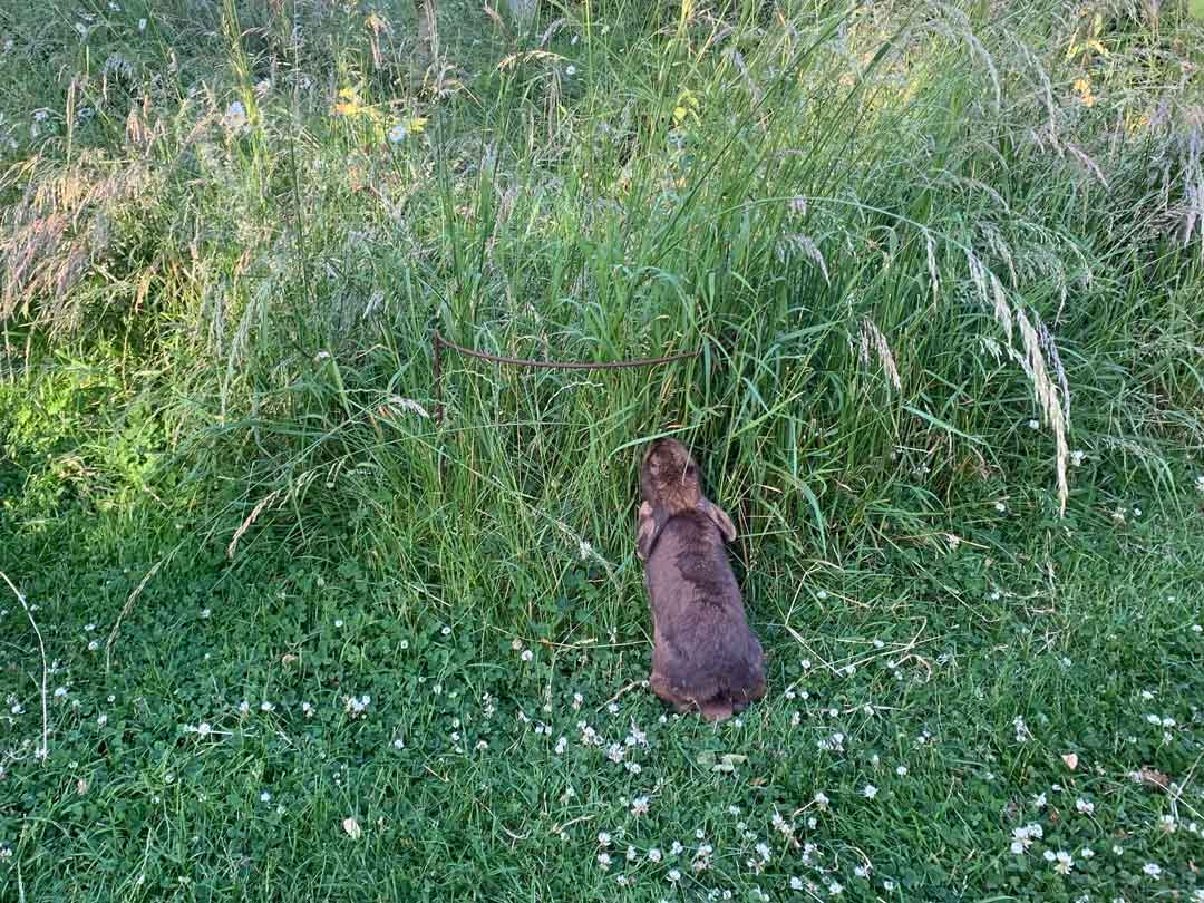 Grasses are the essential plant for rabbits