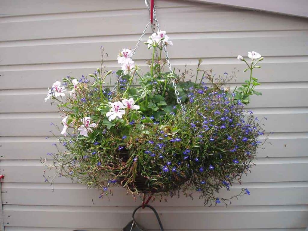 Hanging baskets are great for cheering up sheds and fences