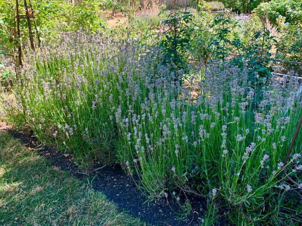 Lavender bushes make great shade