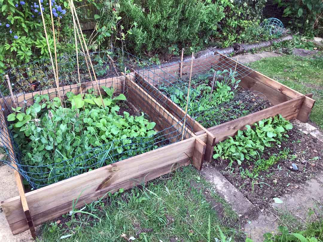 Mini Beds. Photo Sue Hogarth