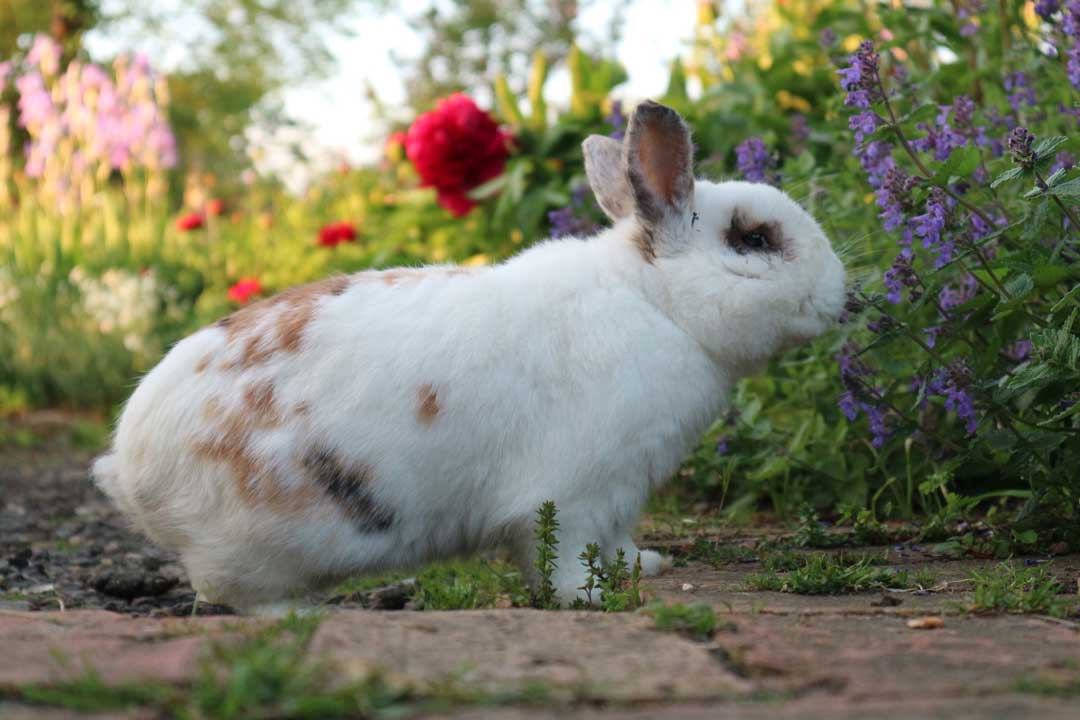 Older rabbits with poor eyesight love the scents and sounds of the outdoors but watch out for predators