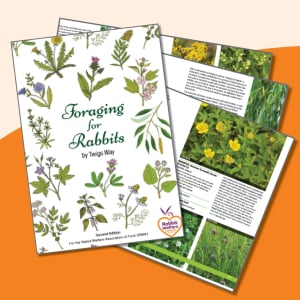 Foraging for Rabbits by Twigs Way