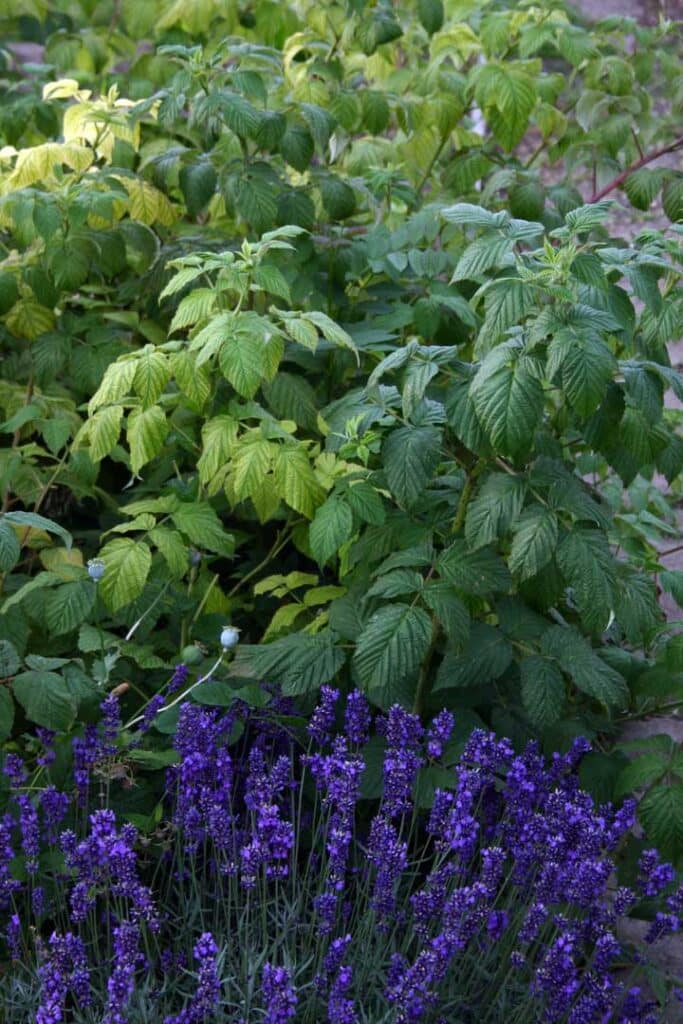 Raspberry and lavender. Photo: Twigs Way
