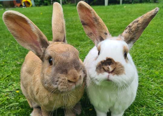 Thor and Gizmo