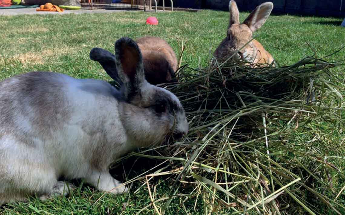 Rabbit Amnesty