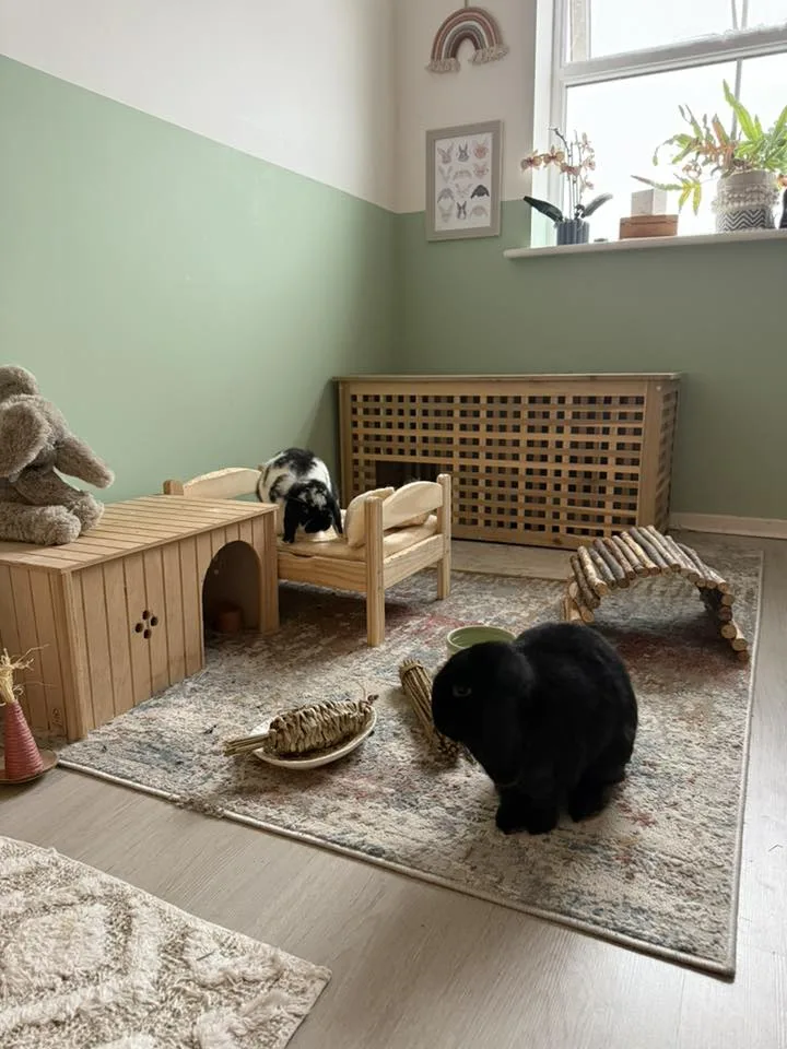 Featured image for Bedding and Litter